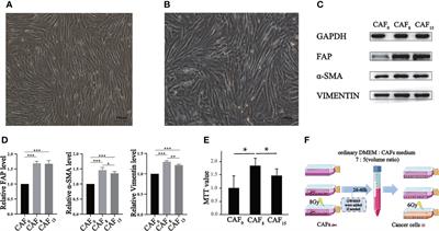 Irradiation enhances the malignancy-promoting behaviors of cancer-associated fibroblasts